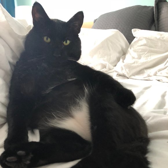 💕😸 Pet Friendly Home 💕😸 - Picture 4 of 4